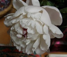 pivoine 2